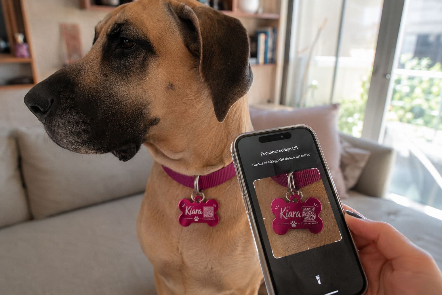 Kiara, una mascota real, usando su placa HomeBack con QR grabado